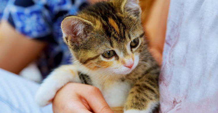 Ten cuidado al coger en brazos a tu gato, puedes hacerle daño (Foto: iStock)