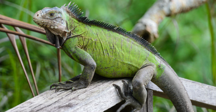 Haz un cuidado responsable de tu animal y acude a sus revisiones periódicas (Foto: iStock)