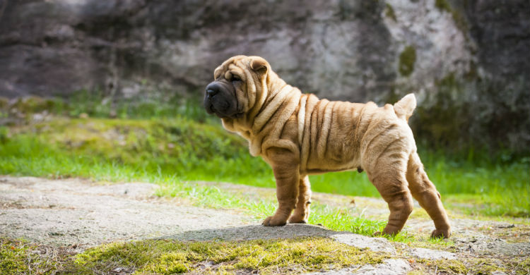 Los Shar Peis son perros fieles y tranquilos (Foto: iStock)