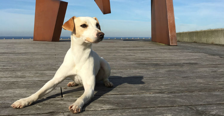 Pipper, el primer perro 'influencer' (Foto: pipperontour.com)