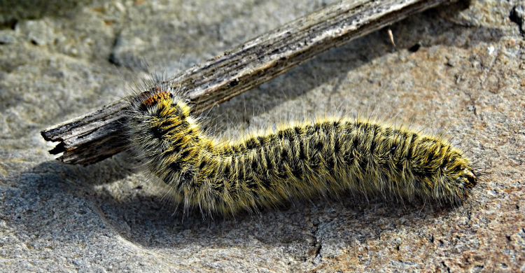 Conviene tomar precauciones con este animal (Foto: Gtres)