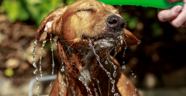 La hidratación es tan importante en los animales como en los humanos (Foto: iStock)