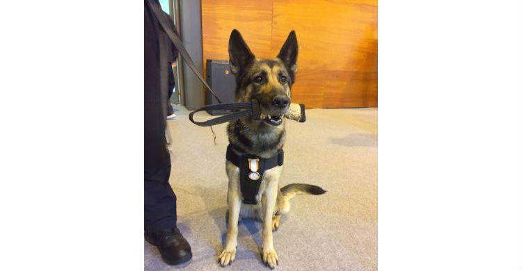 Uno de los perros héroes (Foto: © Ajuntament Sant Andreu de la Barca, 2018)