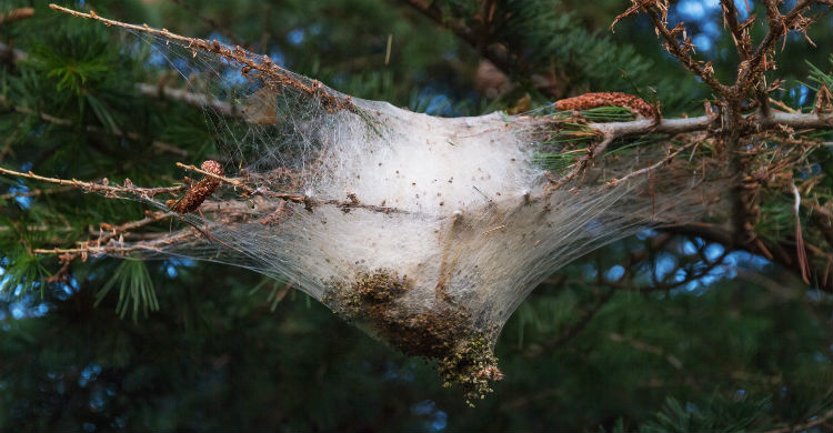 Es una oruga que anida en pinos, pero también en abetos y cedros (Foto: Gtres)