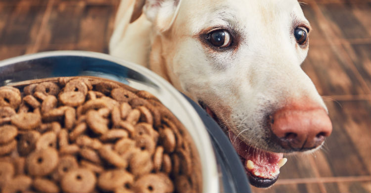 La alimentación se suele llevar el mayor gasto mensual del animal (Foto: iStock)