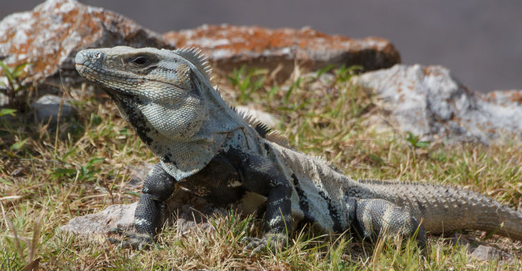 Intenta cuidar el hábitat y las condiciones de vida de tu iguana (Foto: iStock)