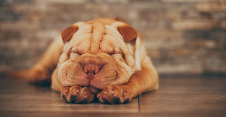 Hay mucha rumurología falsa en torno a esta raza (Foto: iStock)