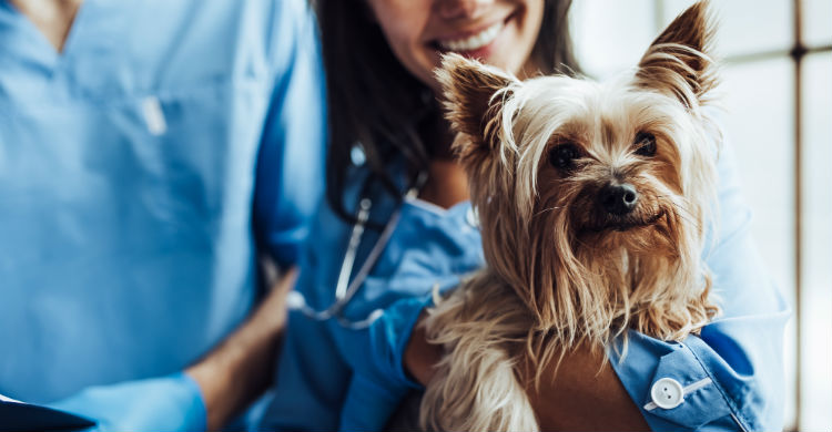 Los gastos iniciales de un perro suelen ser los más costosos (Foto: iStock)