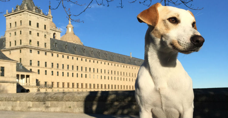 Este Parson Russell Terrier recorre España gracias a su dueño periodista (Foto: pipperontour.com)