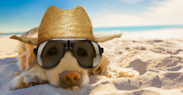 Es muy importante proteger a los animales del calor (Foto: iStock)