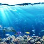 Acuario con variación de peces (Foto: iStock)