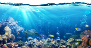 Acuario con variación de peces (Foto: iStock)