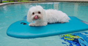 1. Familiarizar poco a poco al animal (Istock)