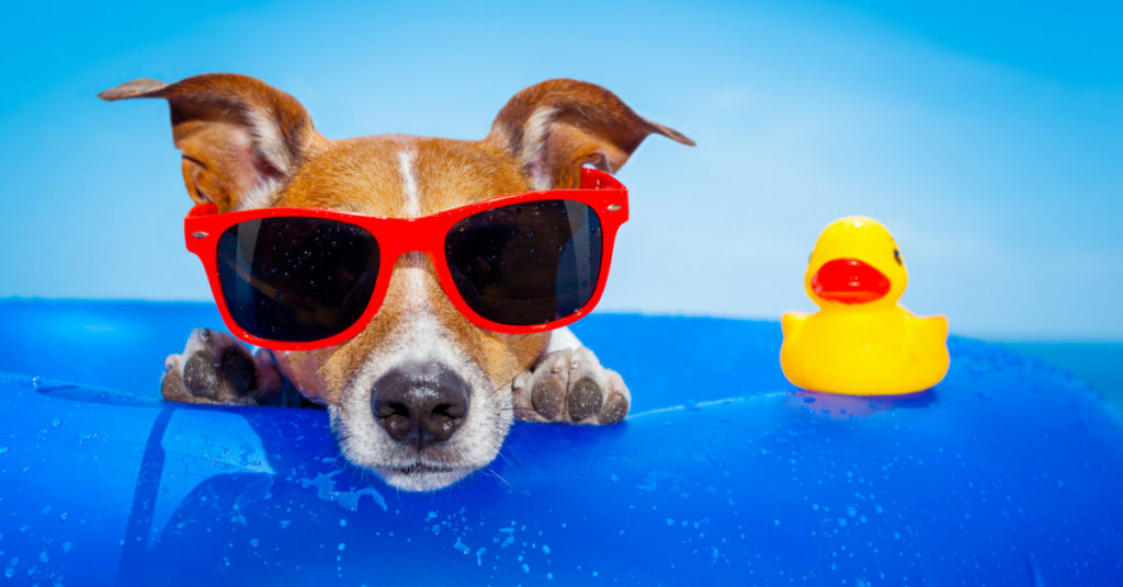 juguetes acuaticos para perros