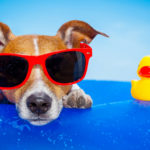 10 juguetes acuáticos para que tu mascota se divierta en verano