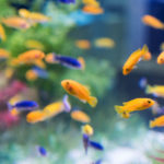 Peces de colores (Foto: iStock)