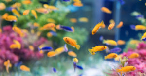 Peces de colores (Foto: iStock)