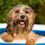 2. Comprar una piscina pequeña (Istock)