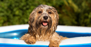 2. Comprar una piscina pequeña (Istock)