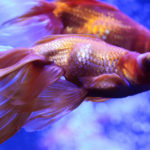 Peces grandes (Foto: iStock)