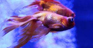 Peces grandes (Foto: iStock)
