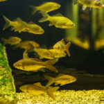 Peces en un acuario (Foto: iStock)