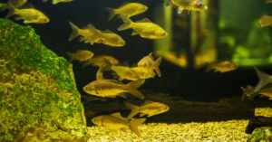 Peces en un acuario (Foto: iStock)