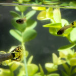 Peces en un acuario doméstico (Foto: iStock)