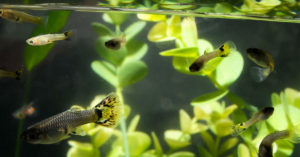 Peces en un acuario doméstico (Foto: iStock)