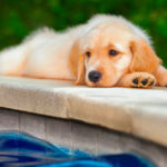 5 pasos para que tu perro pierda el miedo al agua (Istock)