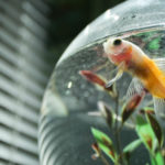 Pez en un acuario en casa (Foto: iStock)