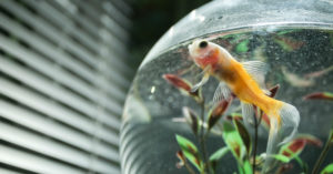 Pez en un acuario en casa (Foto: iStock)