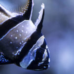 Pez a rayas (Foto: iStock)