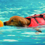 Aunque por instinto naden, es importante que vayan protegidos (iStock)