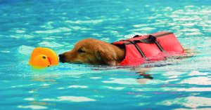 Aunque por instinto naden, es importante que vayan protegidos (iStock)