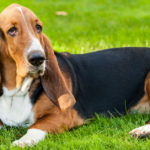 Basset Hund (Istock)