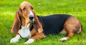 Basset Hund (Istock)