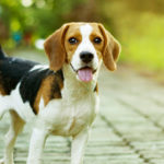 Beagle (Istock)