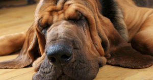 Bloodhound (Istock)