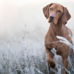 Braco húngaro (Istock)