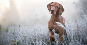 Braco húngaro (Istock)