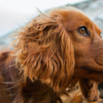 Cocker Spaniel (Istock)