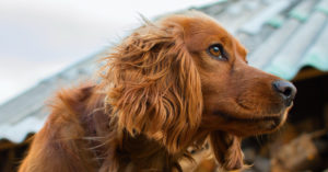 Cocker Spaniel (Istock)