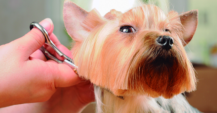 Con este corte acaparará todas las miradas (iStock)