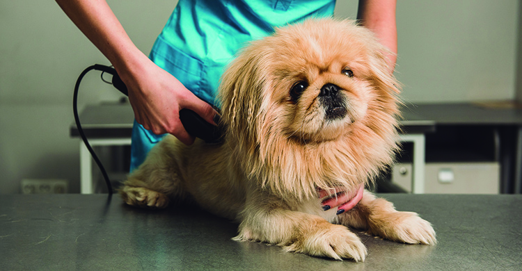 Con este corte será el más original (iStock)
