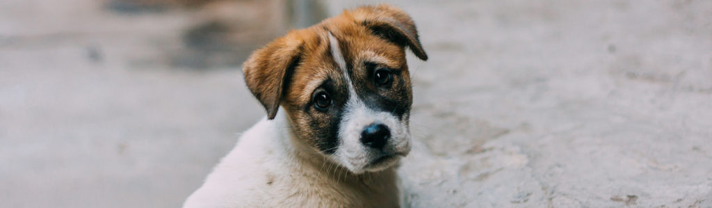 Cuando vemos un perro abandonado, por instinto queremos ayudarlo (iStock)