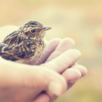 Cuidar a un pájaro bebé requiere tiempo (iStock)