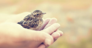 Cuidar a un pájaro bebé requiere tiempo (iStock)