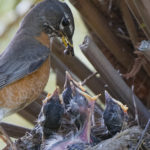 En estado natural las madres alimentana los pichones (iStock)