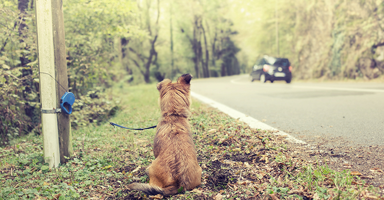 En verano desgraciadamente muchos perros son abandonados por sus dueños (iStock)